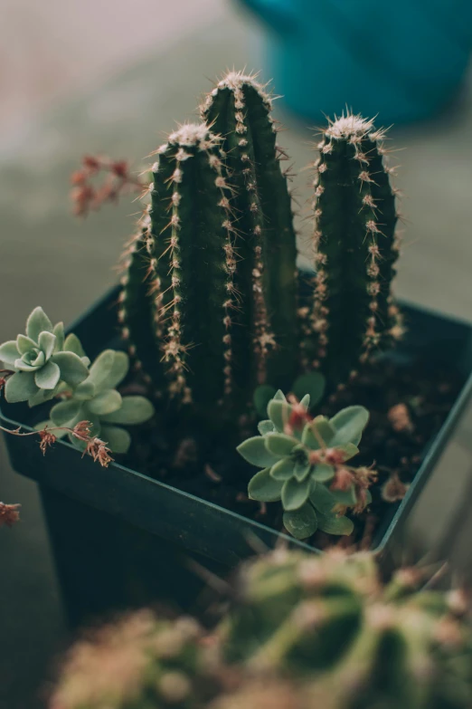 a cactus in a blue pot with green plants