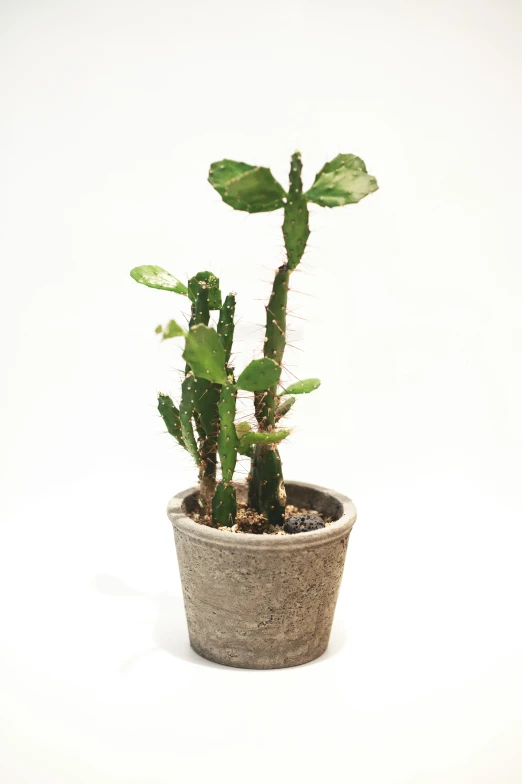 a cactus in a gray pot on white background