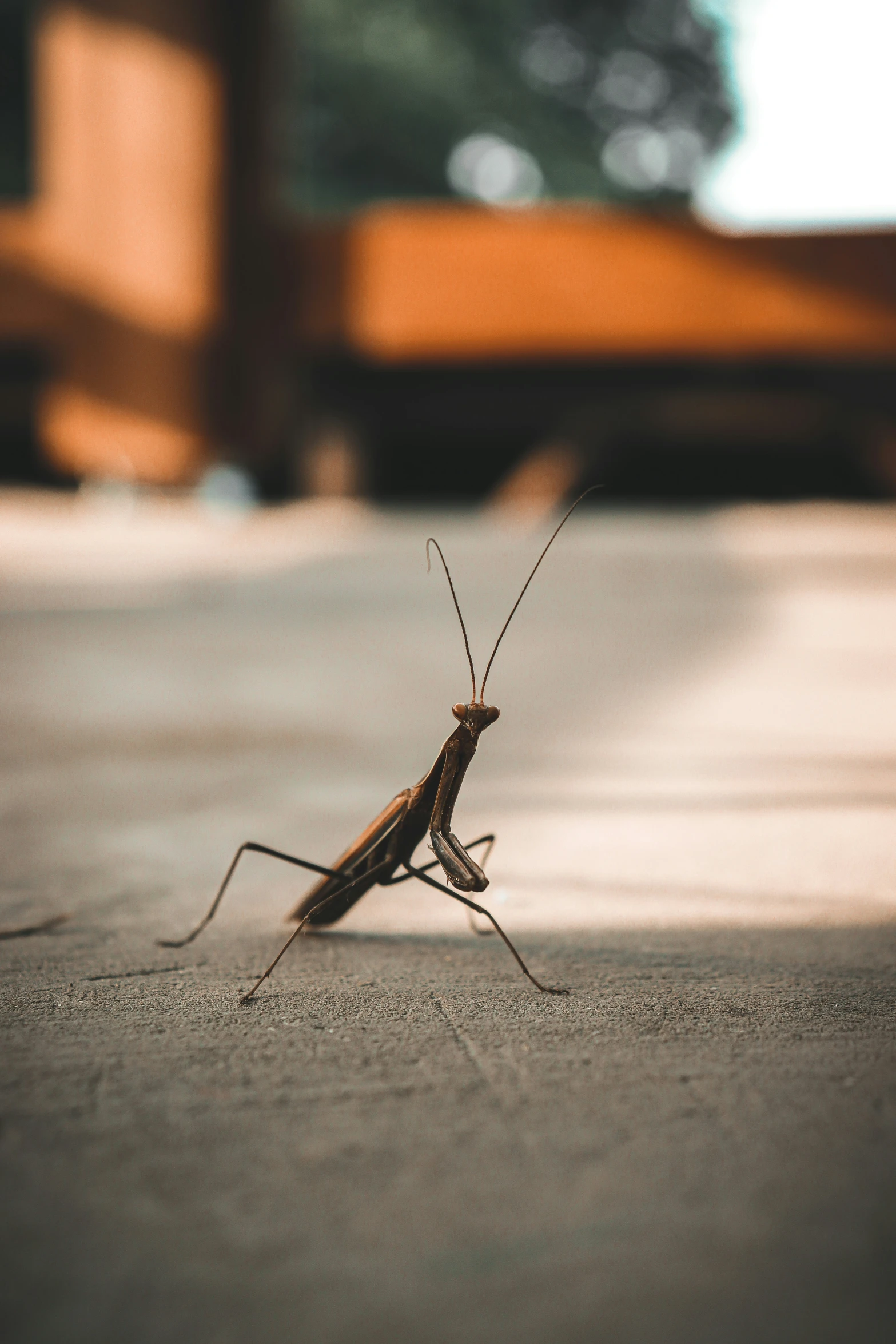 a close up of a bug on the ground