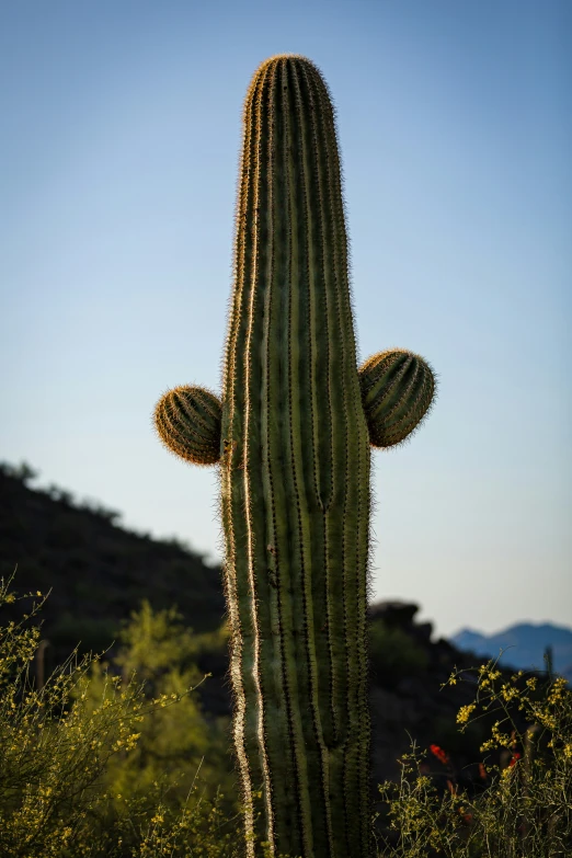 a big cactus that is next to a hill