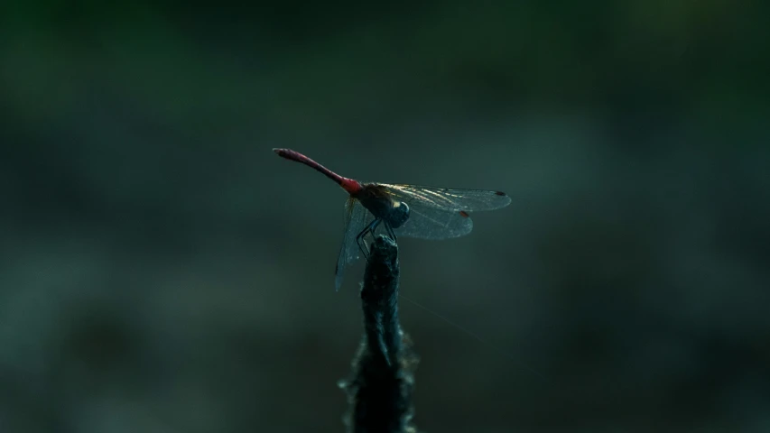 a small dragon sitting on top of a black stick