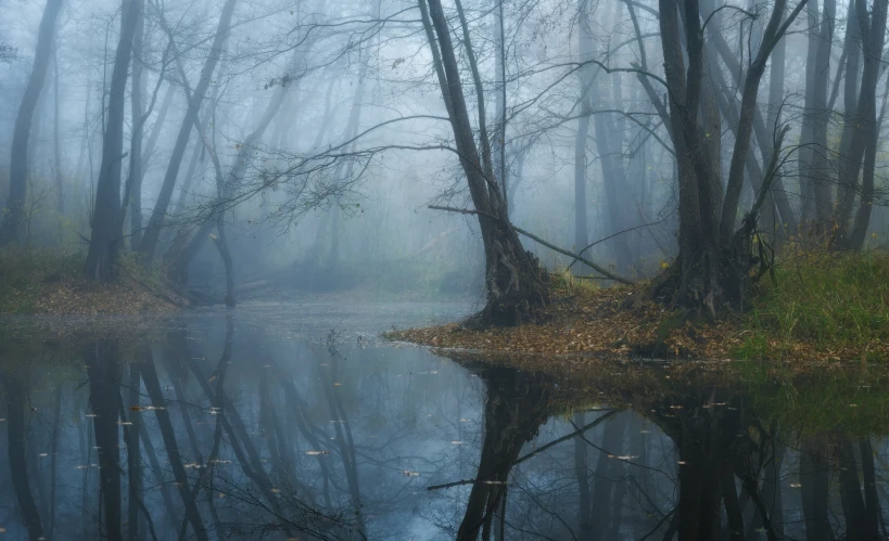 a body of water in the middle of a forest