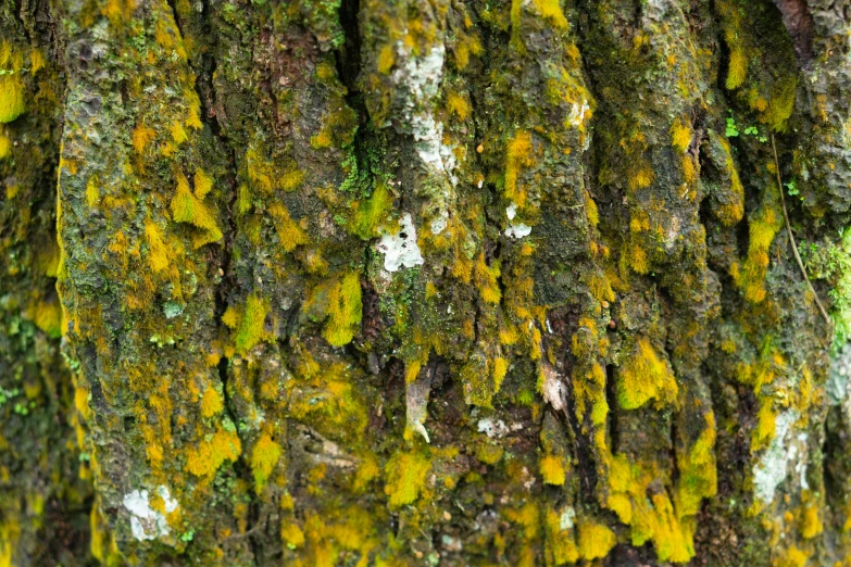 an up close picture of green moss growing on a tree