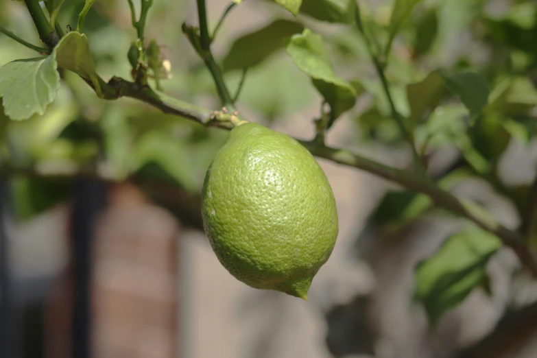an open lime hanging from a tree