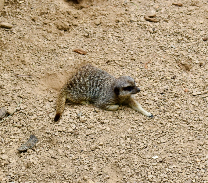 a small animal standing on top of dirt