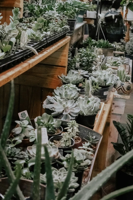 many potted plants sitting in wooden box on the ground