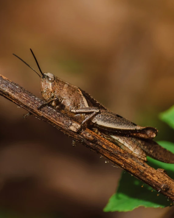 a bug with long antennae sits on a nch