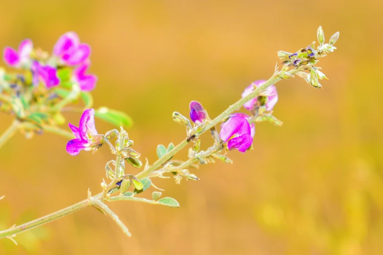 a beautiful bunch of pink flowers and green leaves