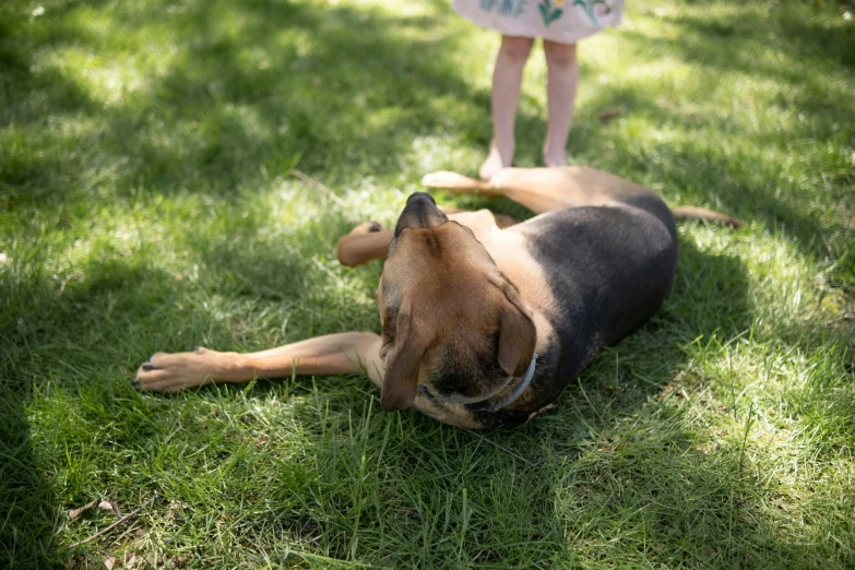 a brown and black dog laying in the grass