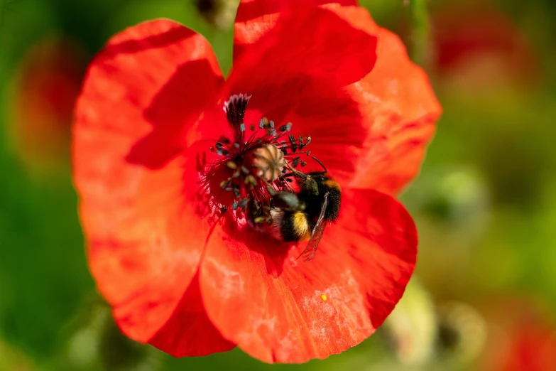 a large red flower with some other flowers in the background