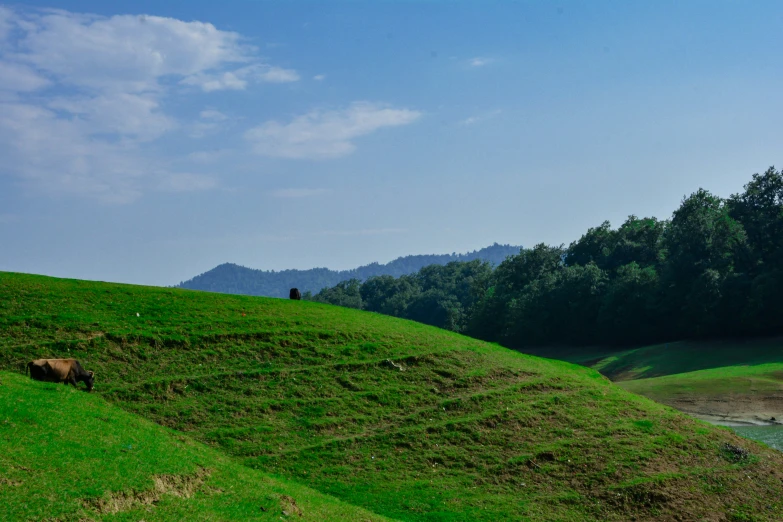 two animals grazing on green grassy hillside with blue sky