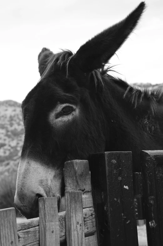 a close up image of the nose of a donkey over a fence