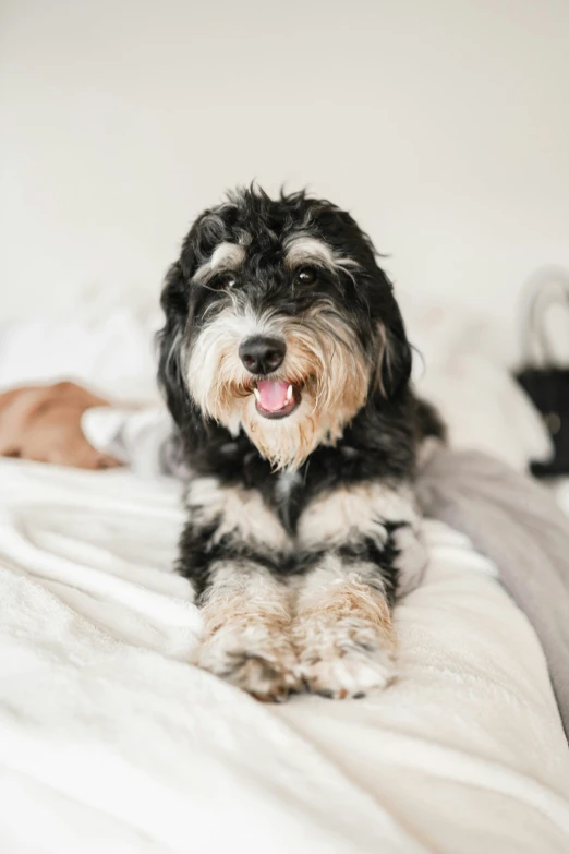 an adorable dog resting on a white bed