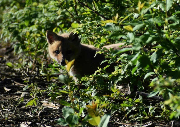 small brown cat in some bushes and grass