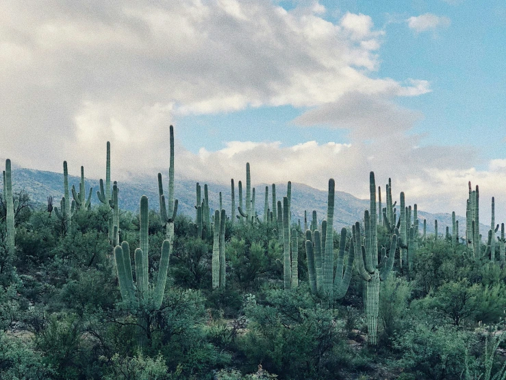 the cactus is high up in the sky