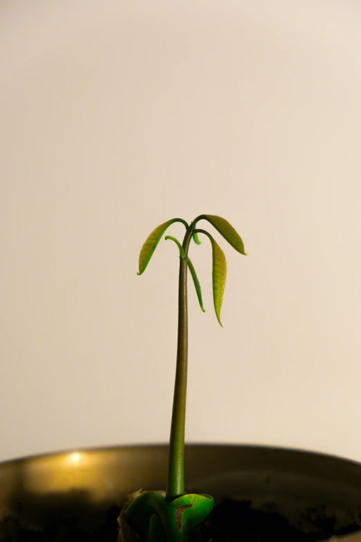 a small flower that is in a pot