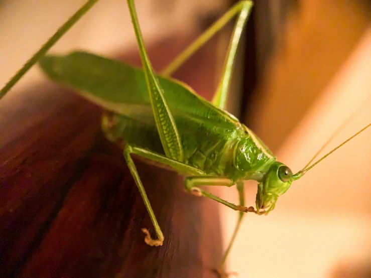 there is a close up picture of a grasshopper