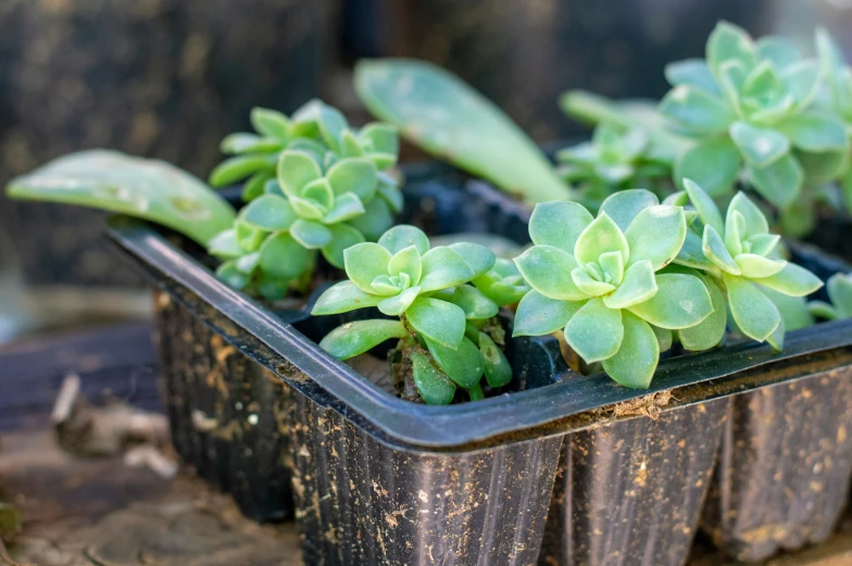 green plants growing in brown containers on wood table