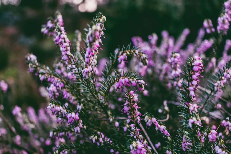 a small bush with some tiny purple flowers in it