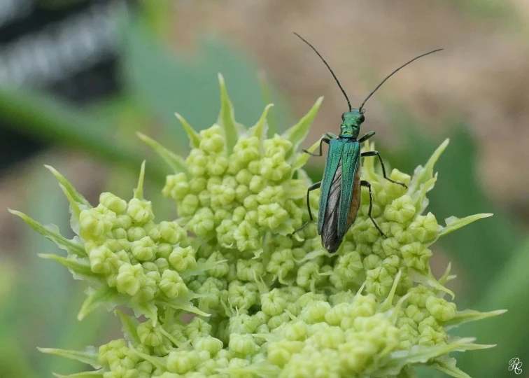 a green insect is on a green flower