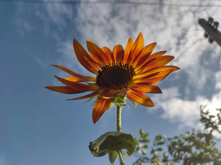 a big orange flower on top of some kind of tree