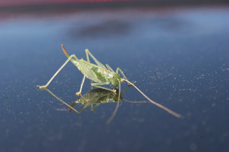 a green grasshopper sits on the blue surface of water