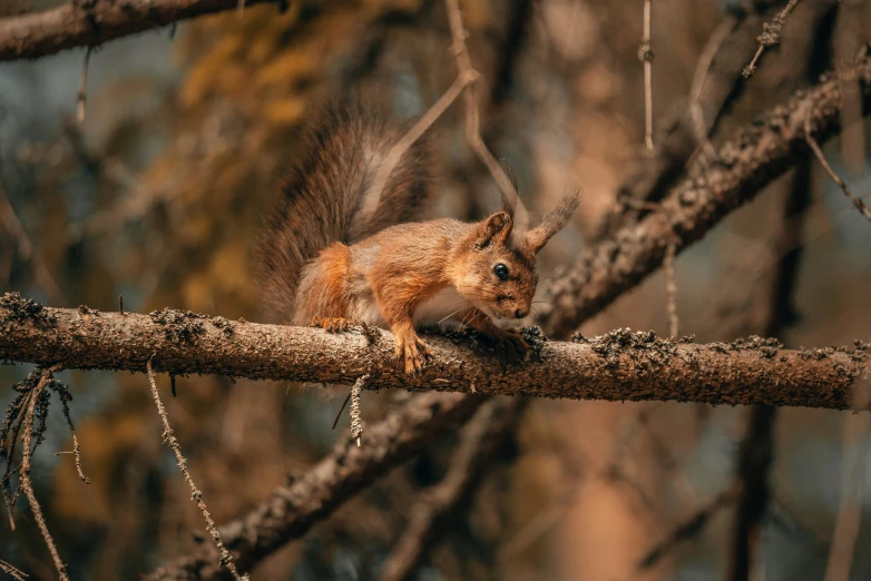 a squirrel sitting on top of a nch eating soing