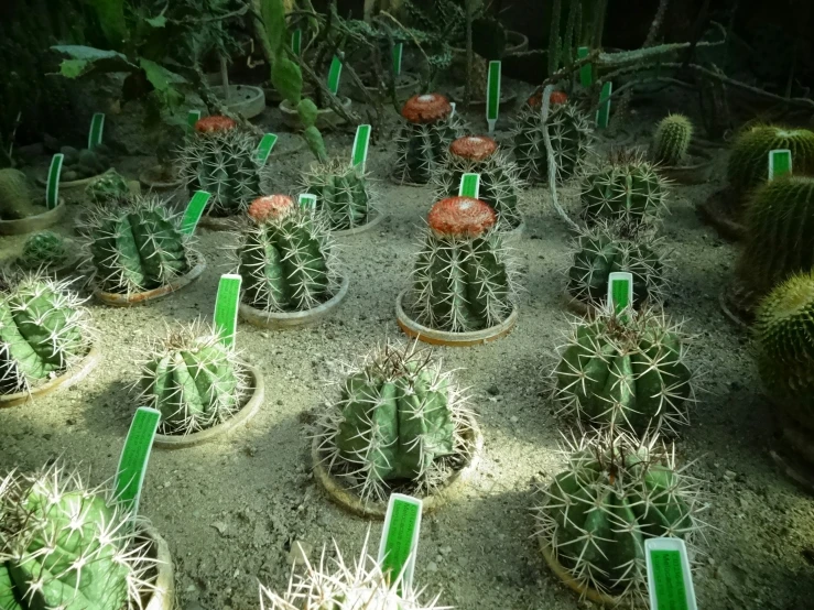 a number of small cactus trees in a garden