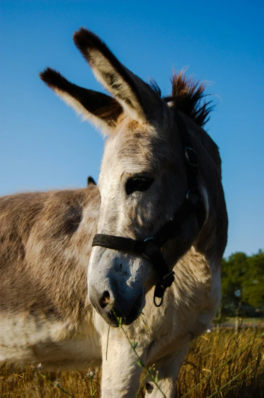 a close up view of a donkey with his nose cocked