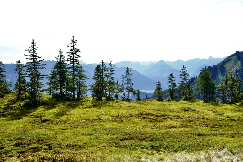 a grassy area with trees and mountains behind it