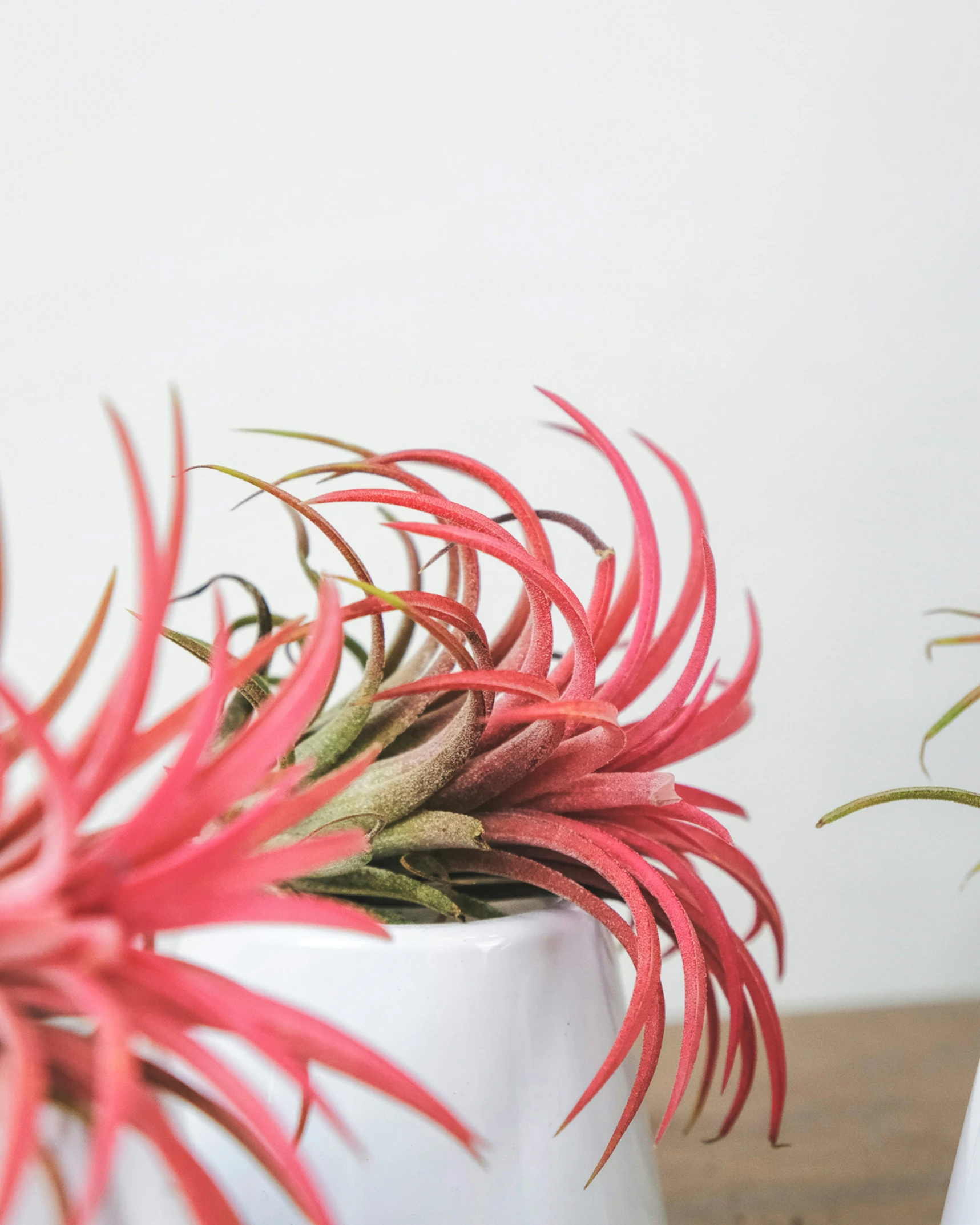 three red flowers are in a white vase