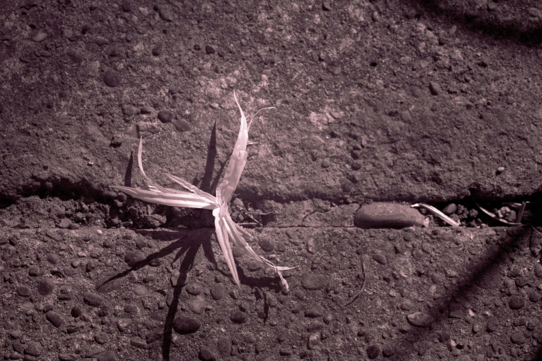 an insect rests on the ground in the desert