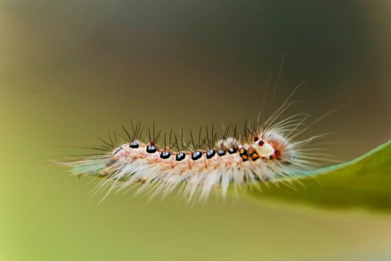 a caterpillar moving across a green leaf