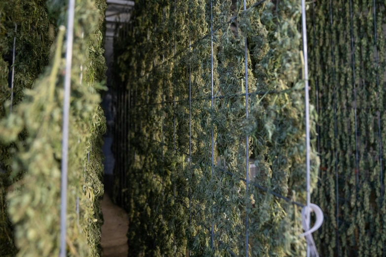 a row of green bushes inside a plant nursery