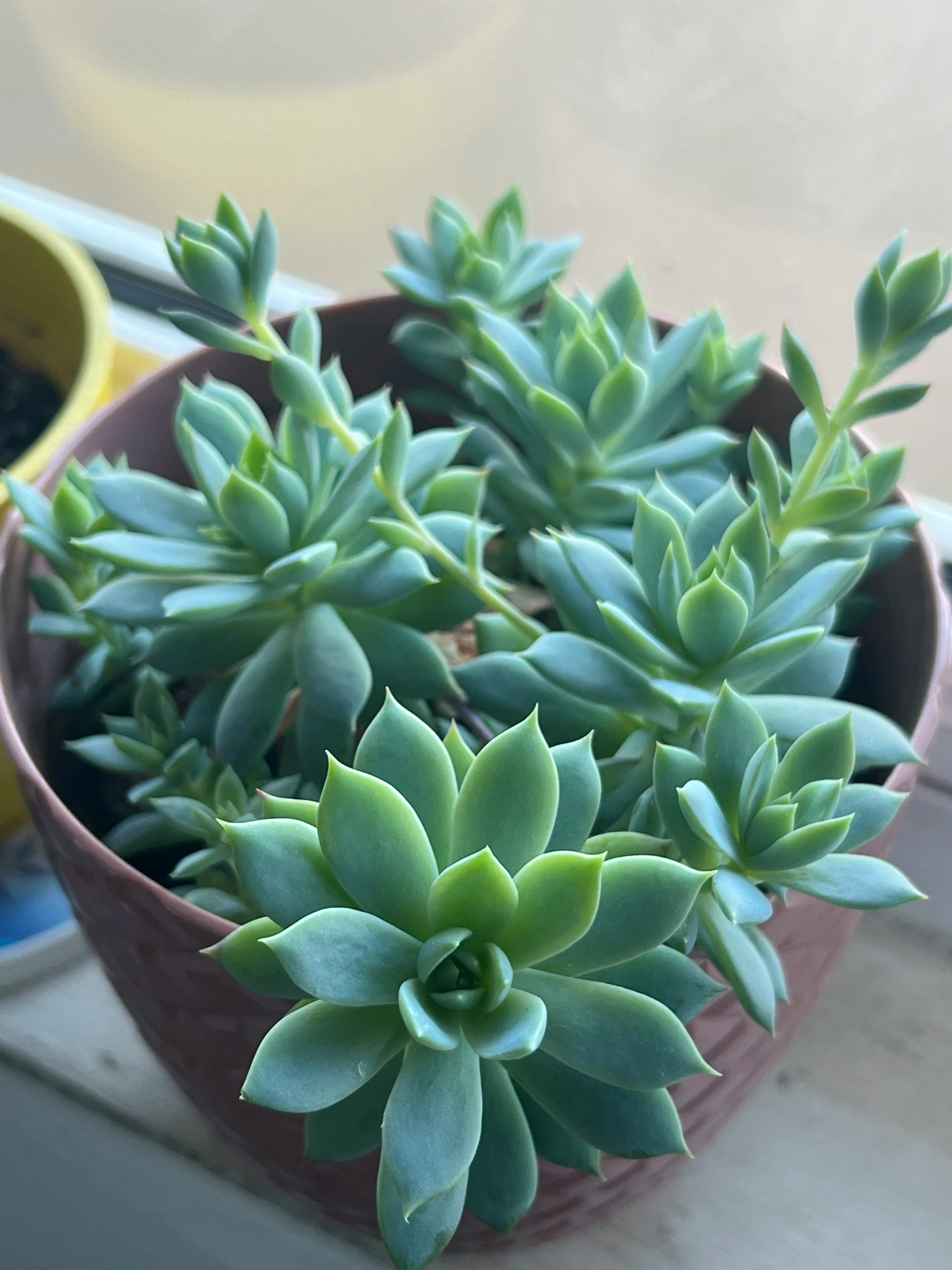 a close up of some very cute looking plants