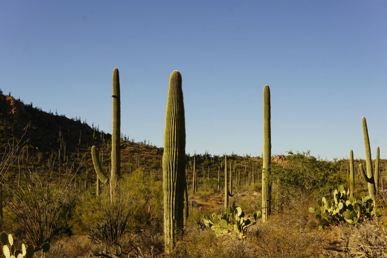 some large cactus trees in a field with blue skies