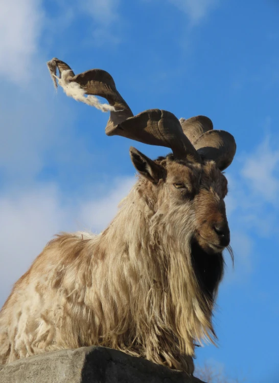 the animal has long horns and is standing on the rock