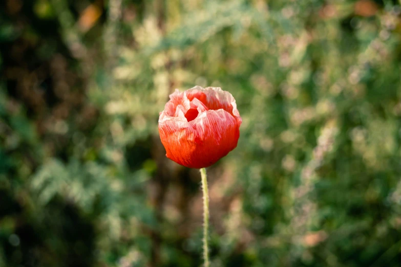 an image of a red flower blooming in the sun