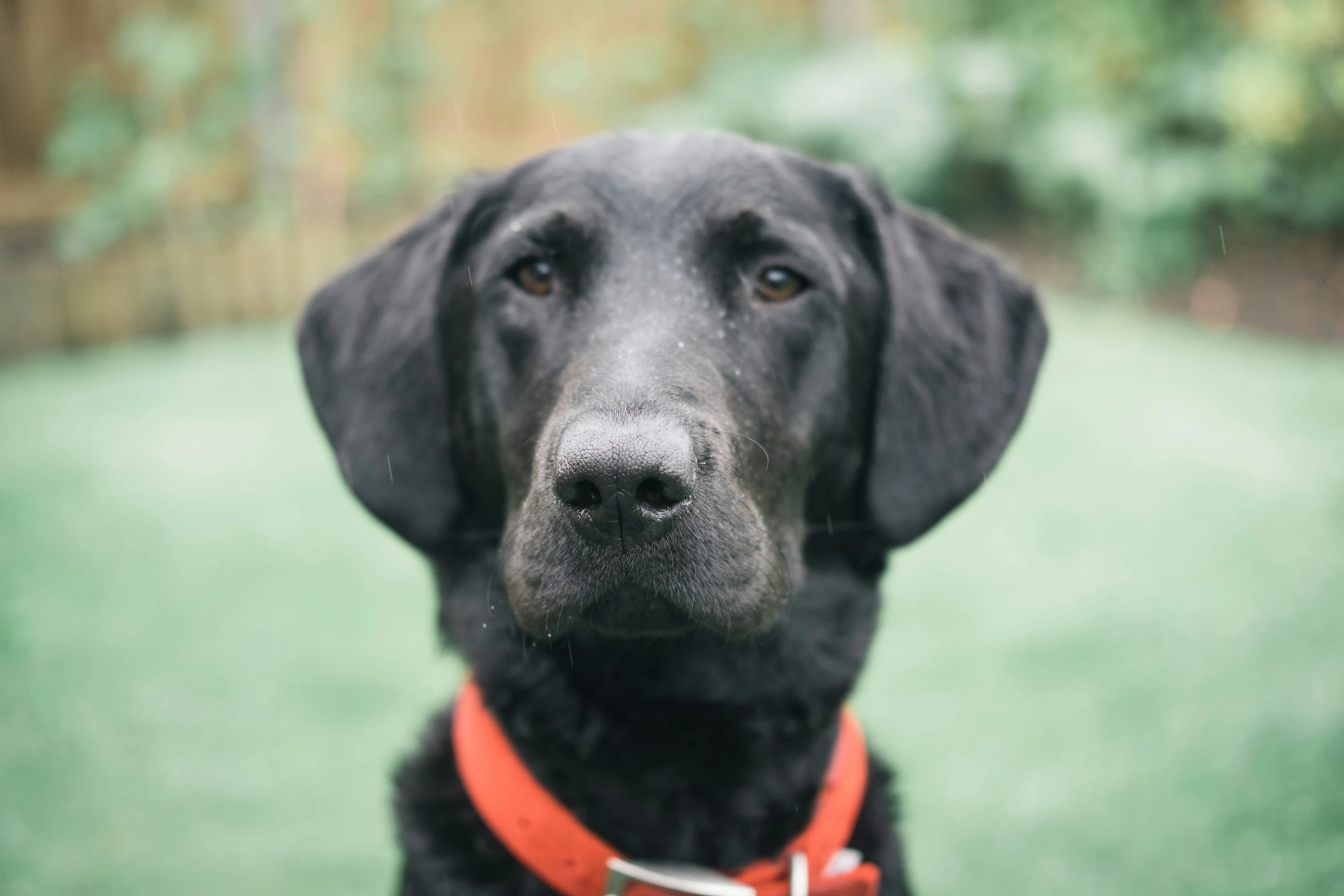 a black dog sitting outside on the grass