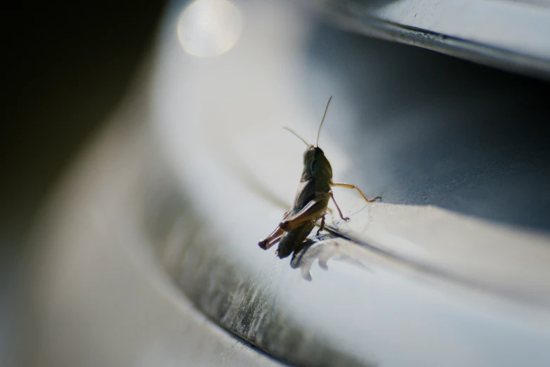 a close up of a bug with one leg on the ground