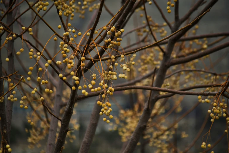 buds on an almond tree nch with no leaves