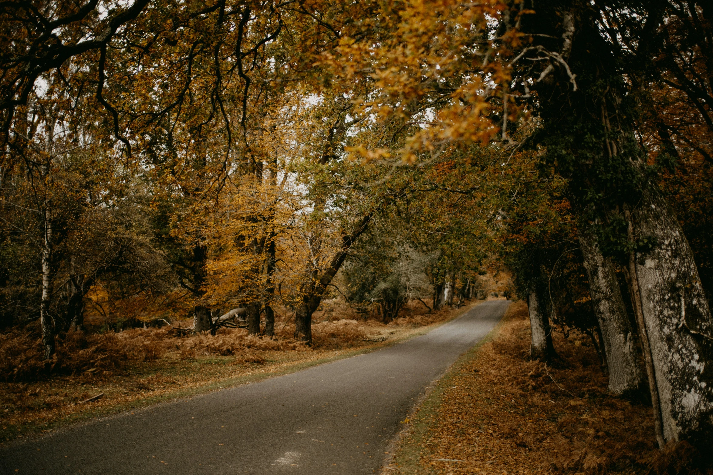 a street with a dirt and grass path lined with trees