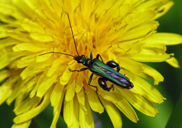 two beetles are sitting on the top of a yellow flower