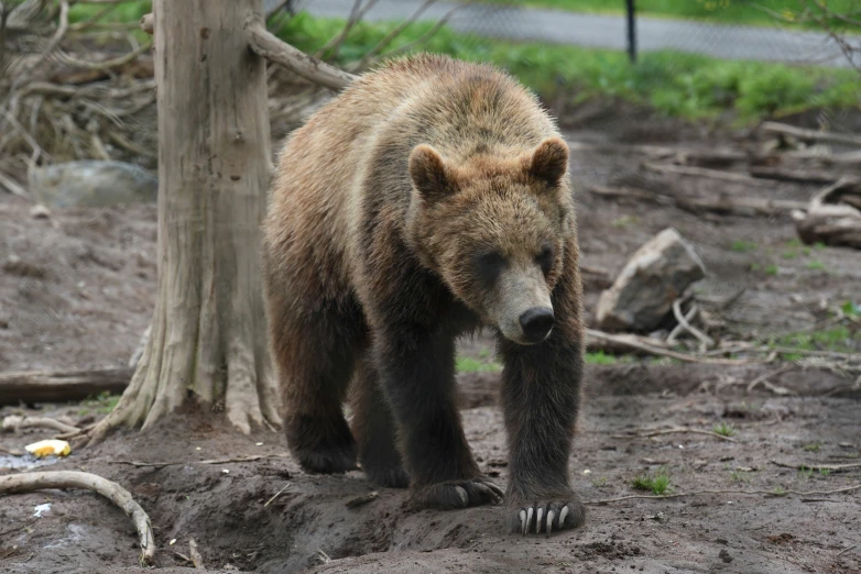 a brown bear is walking in the dirt
