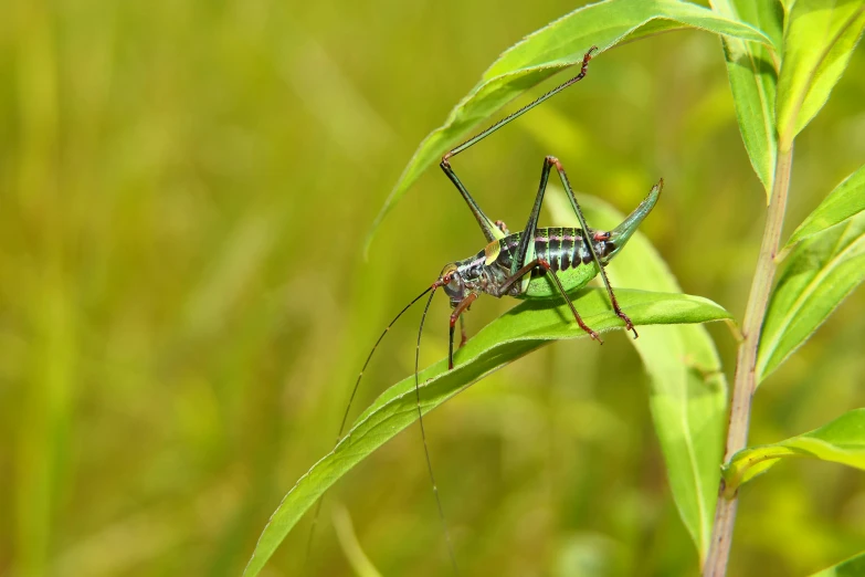 a insect is sitting on a leaf of a plant