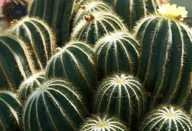 many small cactus plants in a room