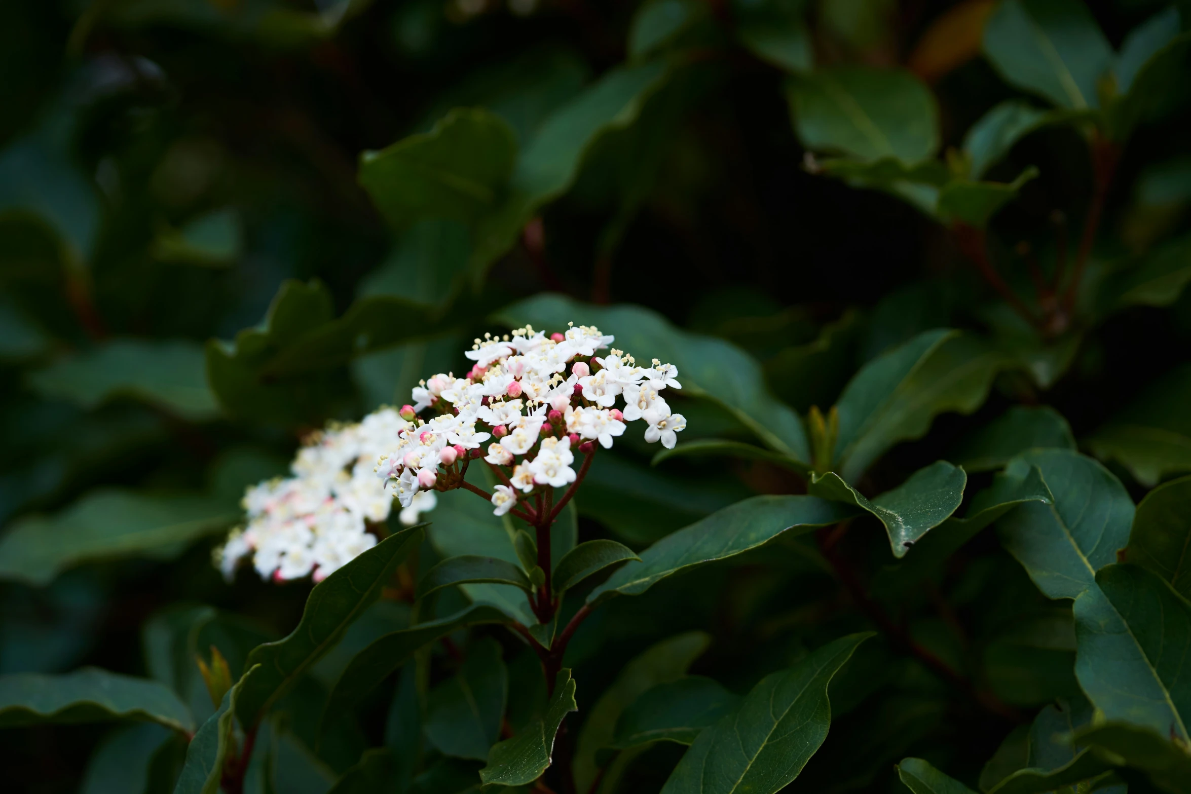 some very pretty white flowers by some green leaves