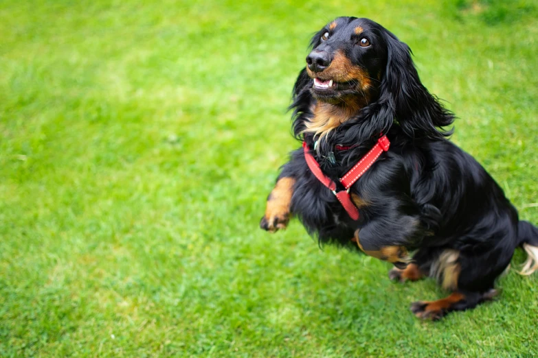 a brown and black dog stands on grass with its mouth open