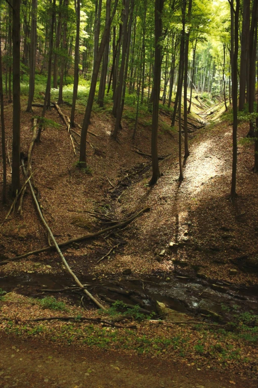 a stream winds through a green forest