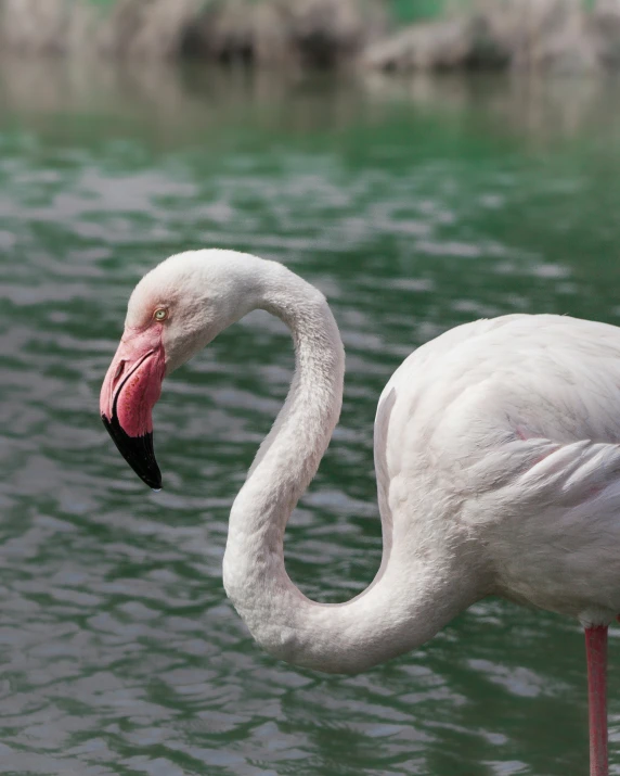 a large white flamingo standing on top of a lake